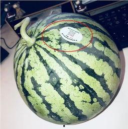 来凤网红吃瓜,揭秘网络红人的幕后故事