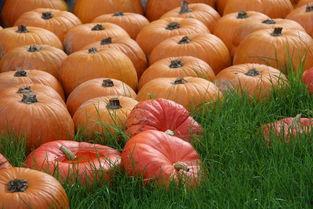 网红吃瓜颜色代表什么,一窥网络舆论背后的真相