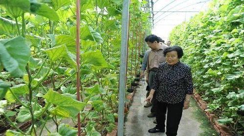 揭秘网红吃瓜是真的吗知乎,真相还是炒作？