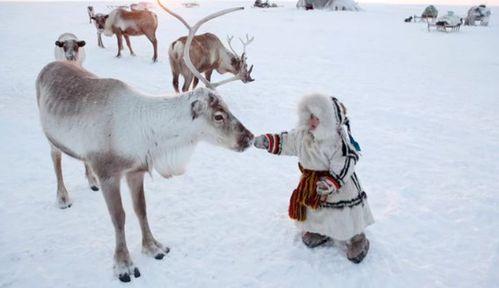 网红驯鹿吃瓜视频大全集,趣味视频全集盘点