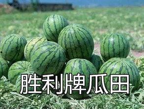 吃瓜网课怎么上,开启轻松学习之旅