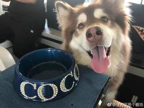 网红和狗吃瓜,吃瓜群众的欢乐盛宴