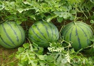 吃瓜网今日吃瓜