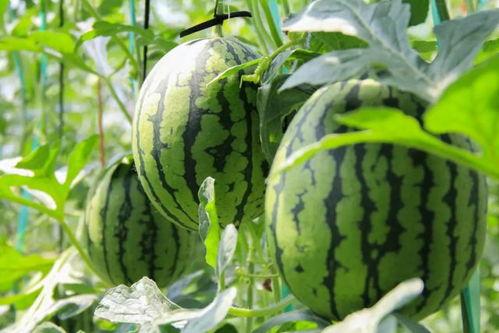 吃瓜网今日吃瓜