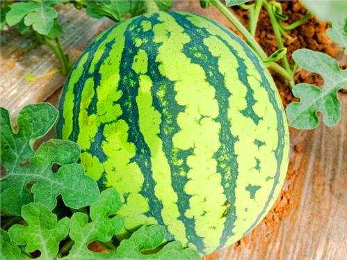 51吃瓜fun吃瓜网莆田,51吃瓜fun吃瓜网独家揭秘