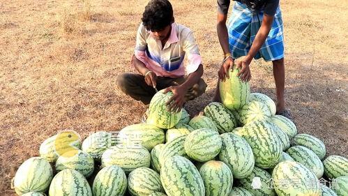 51吃瓜fun吃瓜网莆田,51吃瓜fun吃瓜网独家揭秘