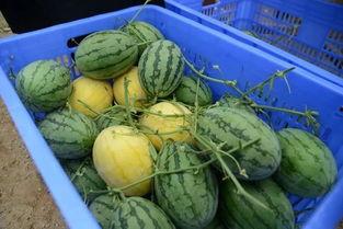 网红圈吃瓜群,揭秘娱乐圈幕后风云