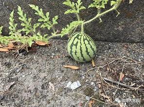 吴川西瓜网红吃瓜