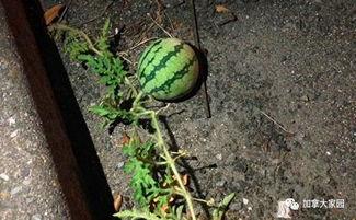 吴川西瓜网红吃瓜