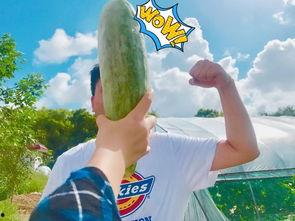 网红爸爸吃瓜,揭秘娱乐圈幕后故事