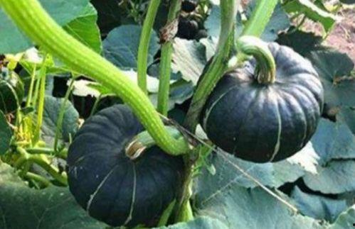 吃瓜网红赵一菲是谁,从网络红人到话题制造者的蜕变之路