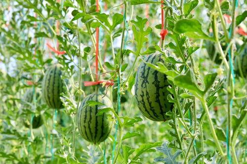 东北吃瓜网,揭秘东北美食背后的故事与风情