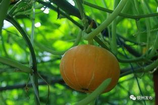 学校网红吃瓜打卡地