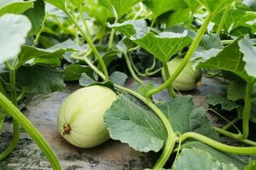 吃瓜网免费入口,畅享海量资讯，轻松获取独家内容