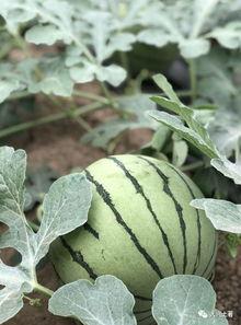 太古里网红吃瓜,揭秘网红圈背后的故事