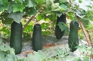 吃瓜资讯网,吃瓜资讯网带你领略明星幕后故事