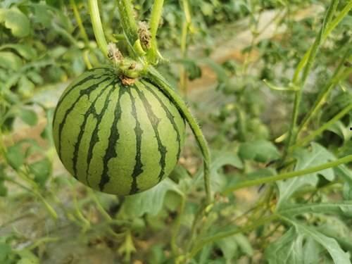 台州吃瓜新闻网红,揭秘幕后真相，带你领略网络红人魅力