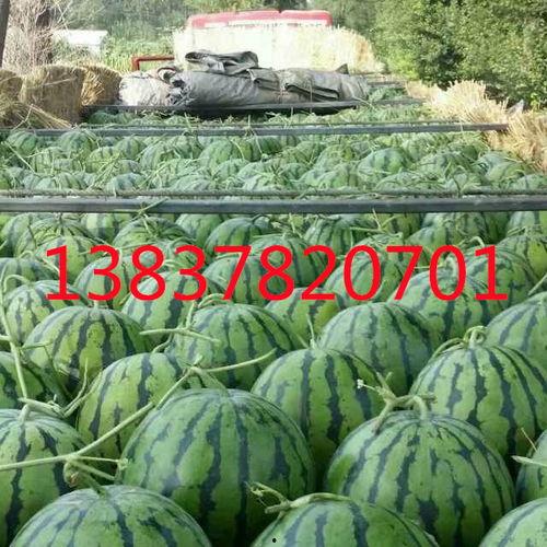 台州吃瓜新闻网红,揭秘幕后真相，带你领略网络红人魅力