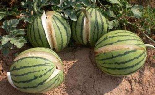 德阳网红吃瓜事件真相,揭秘背后真相与网络舆论的反思