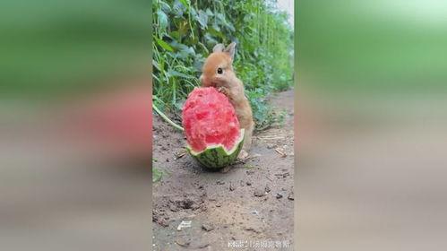 网红吃瓜小兔子是谁,揭秘网红吃瓜小兔子的神秘面纱