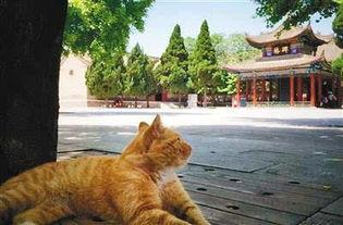 聋哑人网红猫吃瓜