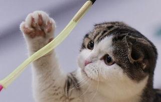 聋哑人网红猫吃瓜