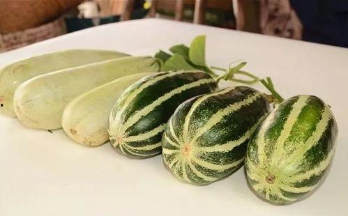 有免费吃网红瓜的网站吗,揭秘免费品尝网红瓜子的秘密网站