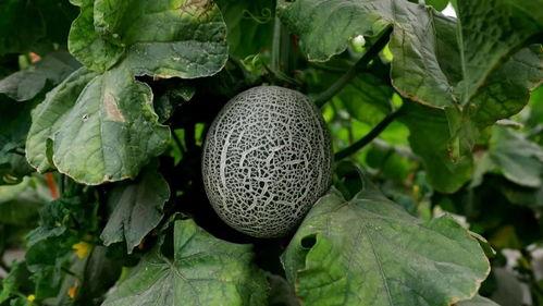 暗黑吃瓜网官网cgw.73,揭秘网络暗流涌动的秘密世界