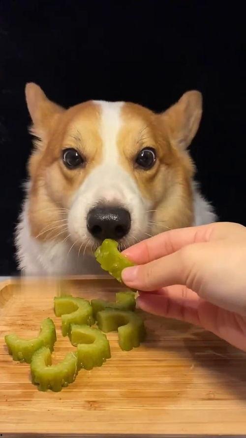 网红视频吃瓜狗是真的吗