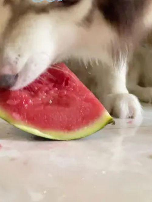 网红视频吃瓜狗是真的吗