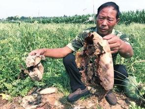 甘谷网红吃瓜事件视频曝光,视频曝光引发网友热议