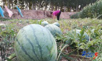 五一吃瓜网免费吃瓜51