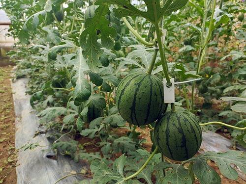 五一吃瓜网免费吃瓜51