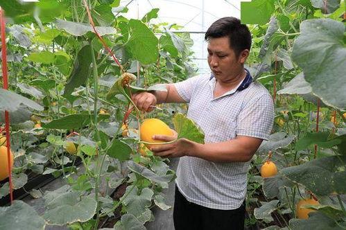 吃网红瓜的群,吃瓜群众眼中的明星幕后故事