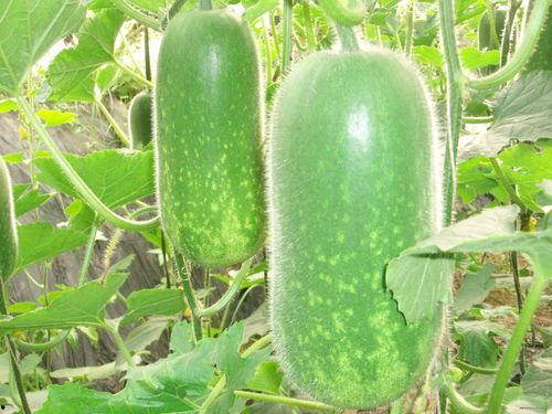 网红刘二萌吃瓜图片高清,高清美图曝光！