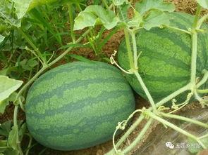 朝阳吃瓜网地址,带你领略京城热点事件背后的真相