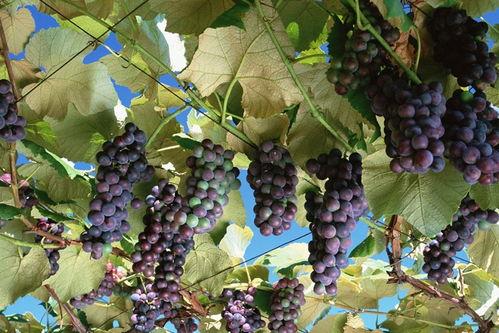 网红吃瓜葡萄视频下载,揭秘瓜界新宠儿的魅力瞬间