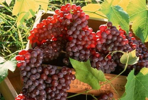 网红吃瓜葡萄视频下载,揭秘瓜界新宠儿的魅力瞬间