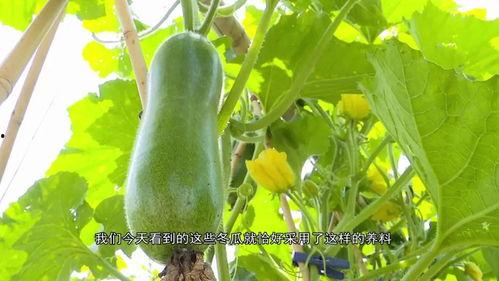 网红吃瓜视频集合,盘点热门视频背后的精彩故事