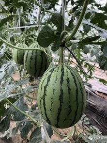 威海吃瓜网红是谁啊,她是如何成为当地热门话题的？”