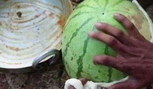 吃牛角瓜爆火的网红