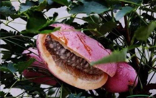 看网红吃八月瓜