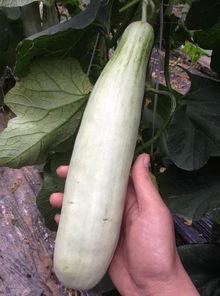 吃马来西亚网红的瓜,揭秘网红圈背后的故事与真相