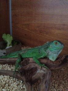 吃瓜网印度蜥蜴视频在线观看,吃瓜网独家在线观看