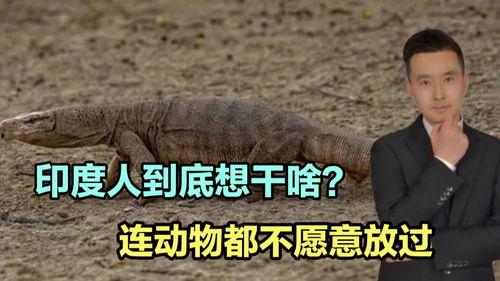 吃瓜网印度蜥蜴视频在线观看,吃瓜网独家在线观看