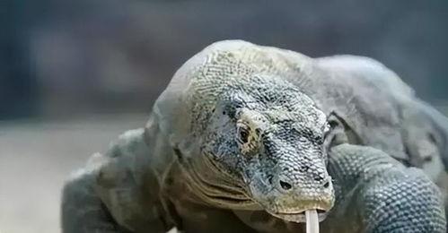 吃瓜网印度蜥蜴视频在线观看,吃瓜网独家在线观看