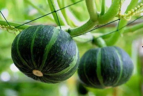 网红陈妮妮吃瓜图片高清,高清美图曝光引网友热议