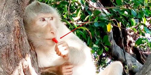 网红吃瓜姐猴子是谁