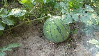 吃瓜网红微密圈,吃瓜群众眼中的微密圈风云