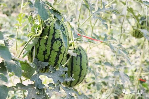 忘川网红吃瓜,揭秘网络红人的幕后故事